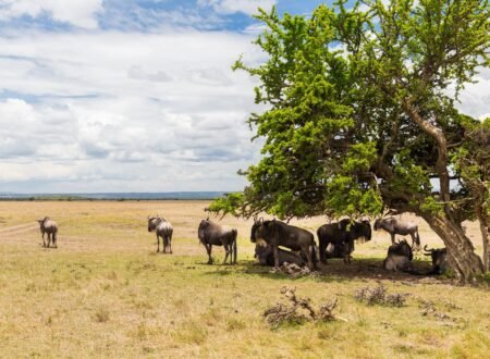 5 Reasons Your Safari Should Begin in the Eastern Serengeti 2026/2027/2028 – Incredible Wildlife Secrets Revealed