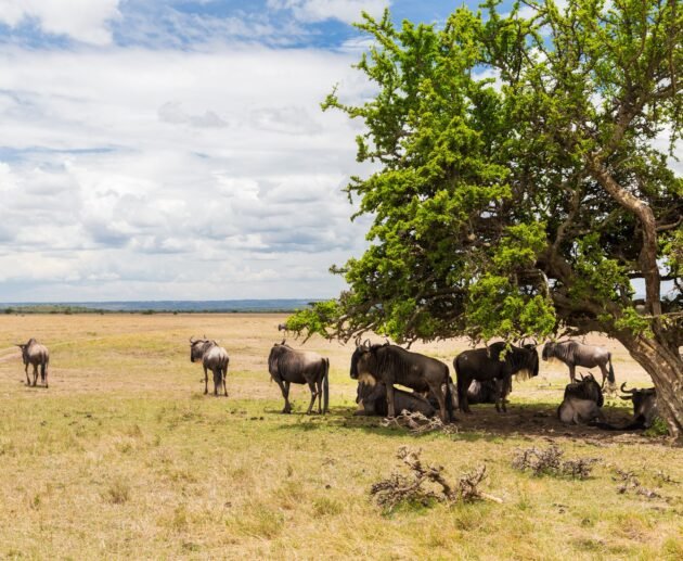 5 Reasons Your Safari Should Begin in the Eastern Serengeti 2026/2027/2028 – Incredible Wildlife Secrets Revealed
