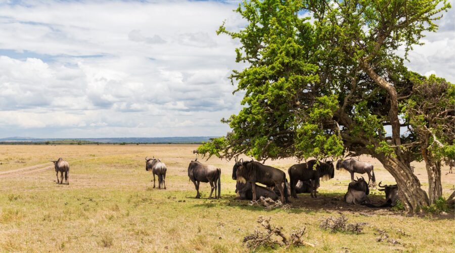 5 Reasons Your Safari Should Begin in the Eastern Serengeti 2026/2027/2028 – Incredible Wildlife Secrets Revealed