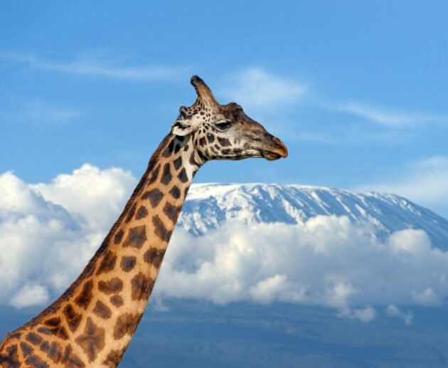 23 Safari Words and Phrases You Should Know 2026/2027/2028 – Ultimate Guide for an Unforgettable Adventure