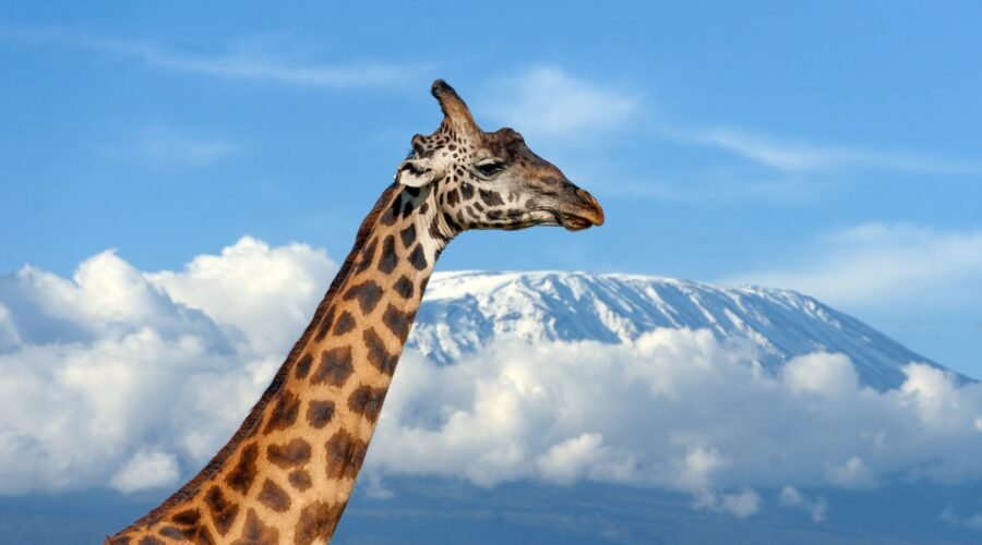 23 Safari Words and Phrases You Should Know 2026/2027/2028 – Ultimate Guide for an Unforgettable Adventure