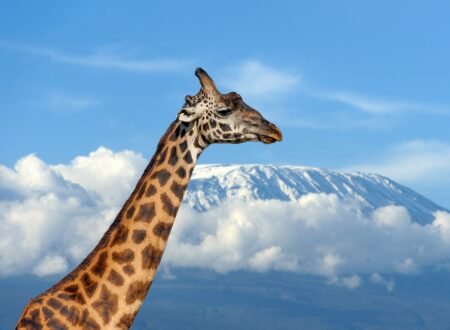 Tanzania City Travel Guides 2026/2027/2028: 7 Powerful Reasons to Explore Tanzania Like Never Before