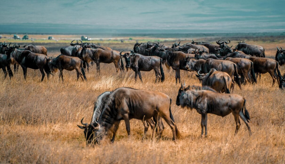 Great Migration Safari 2026/2027/2028: 1 Powerful Guide to River Crossings vs Calving Season