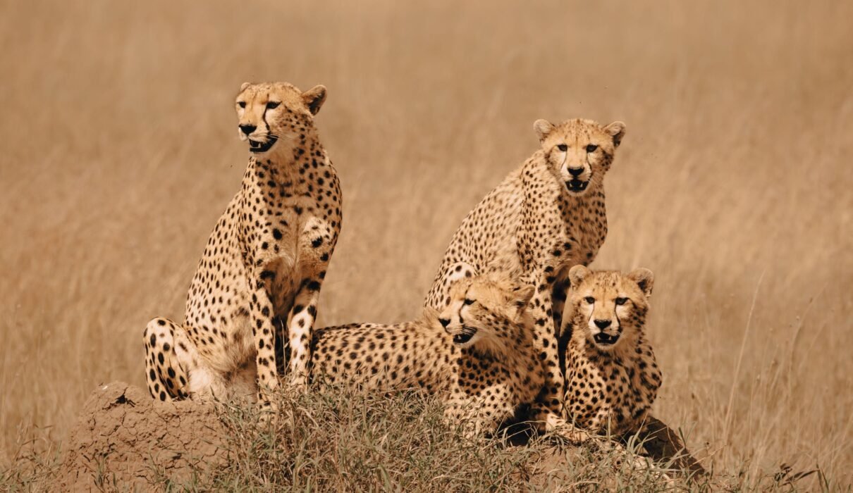 What Makes a Cheetah So Fast? Safari 2026/2027/2028 – 7 Powerful Secrets Behind Nature’s Speed King