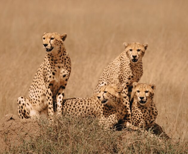 What Animal Would Win a Serengeti Marathon? 7 Shocking Winners Behind the Stalk 2026/2027/2028