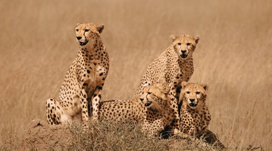What Animal Would Win a Serengeti Marathon? 7 Shocking Winners Behind the Stalk 2026/2027/2028