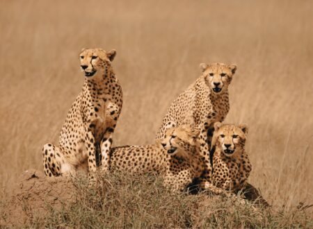 Community and Environmental Initiatives by Eddy Tours and Safaris 2026/2027/2028 – 7 Inspiring Positive Impacts You Should Know