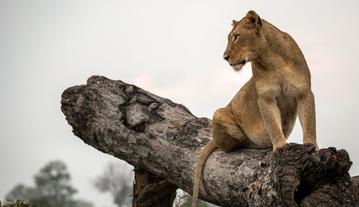 How Do Lions Hunt? The Science Behind the Stalk: 7 Powerful Secrets Revealed for 2026/2027/2028
