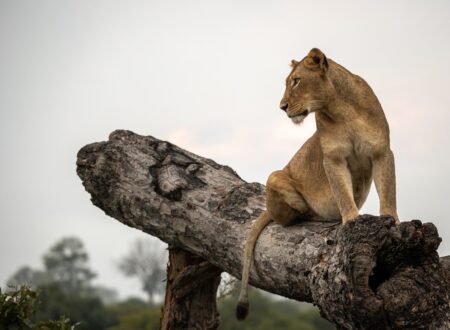How Do Lions Hunt? The Science Behind the Stalk: 7 Powerful Secrets Revealed for 2026/2027/2028