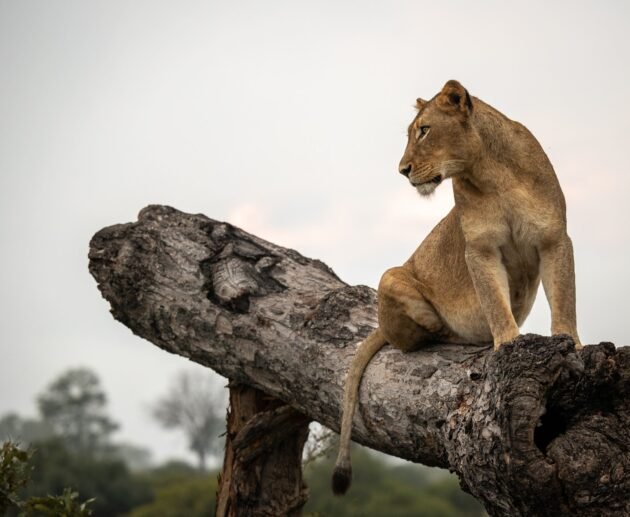 How Do Lions Hunt? The Science Behind the Stalk: 7 Powerful Secrets Revealed for 2026/2027/2028