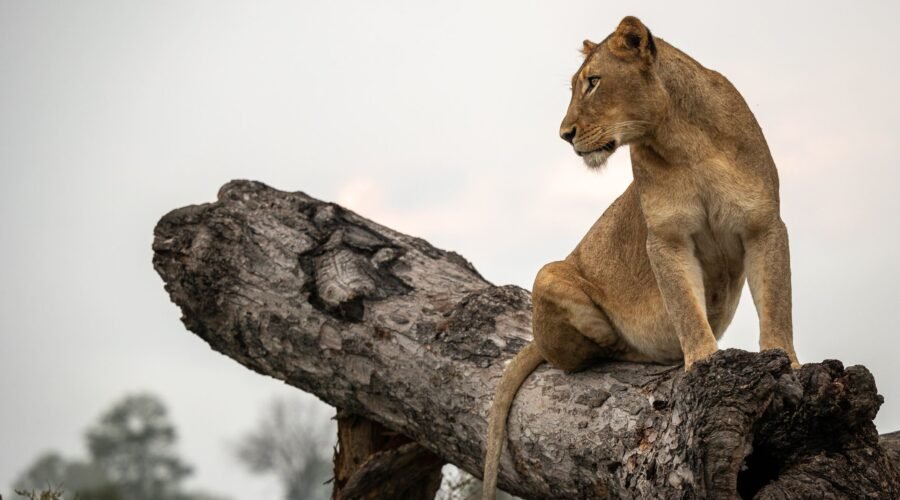 How Do Lions Hunt? The Science Behind the Stalk: 7 Powerful Secrets Revealed for 2026/2027/2028