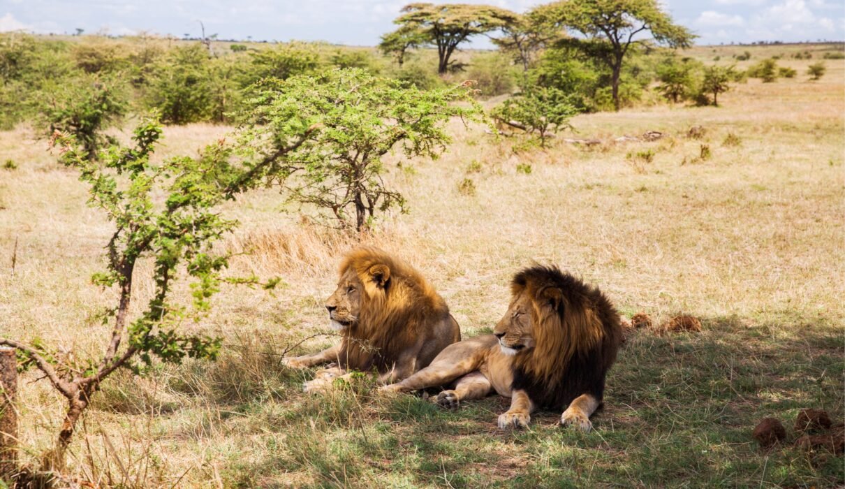 The Mane Event: The Purpose of Lion Manes – 7 Powerful Facts for 2026/2027/2028