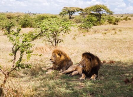 The Mane Event: The Purpose of Lion Manes – 7 Powerful Facts for 2026/2027/2028