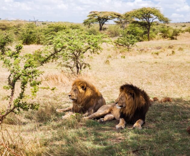 The Mane Event: The Purpose of Lion Manes – 7 Powerful Facts for 2026/2027/2028