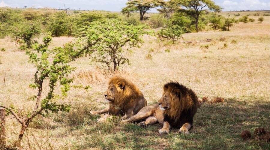 The Mane Event: The Purpose of Lion Manes – 7 Powerful Facts for 2026/2027/2028