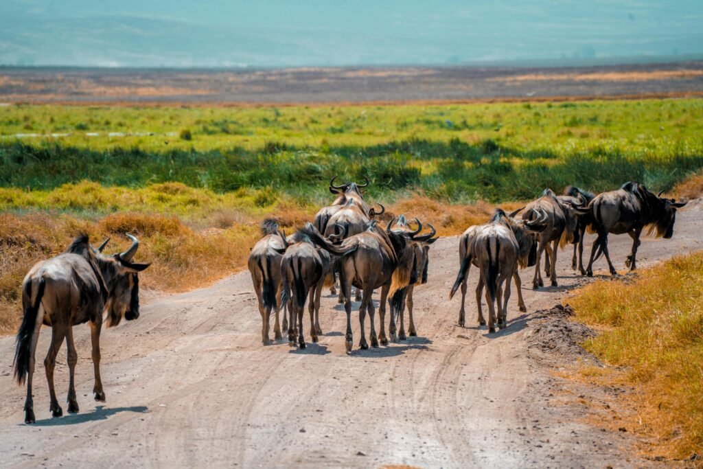 Great Migration Safari vs Regular Safari in Tanzania – 7 Powerful Differences You Must Know (2026/2027/2028) Great Migration Safari vs Regular Safari in Tanzania – 7 Powerful Differences You Must Know (2026/2027/2028)