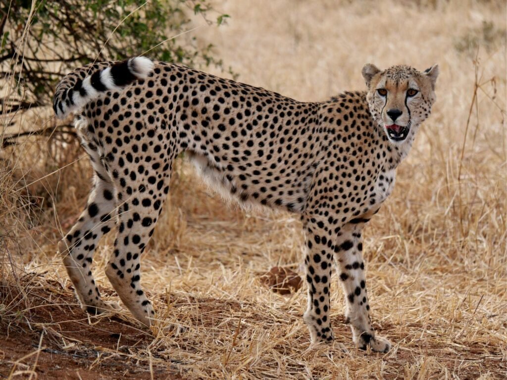 What are the Differences Between a Leopard and a Cheetah? 7 Powerful Facts You Must Know (2026 Guide)