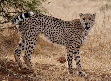 What are the Differences Between a Leopard and a Cheetah? 7 Powerful Facts You Must Know (2026 Guide)