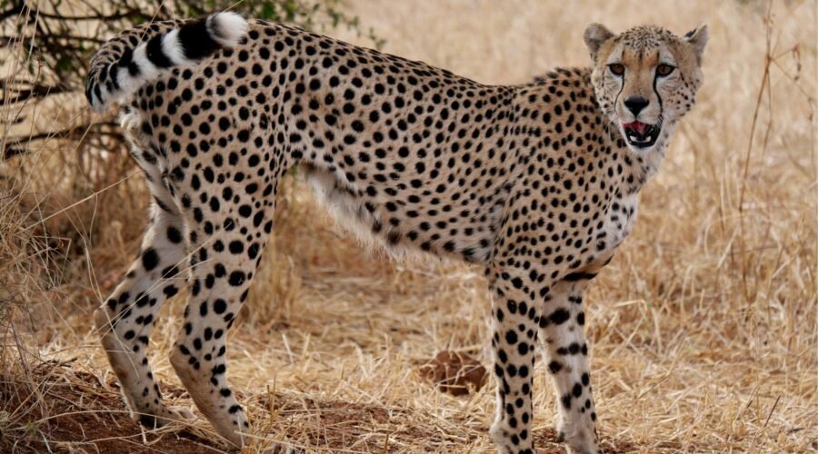 What are the Differences Between a Leopard and a Cheetah? 7 Powerful Facts You Must Know (2026 Guide)