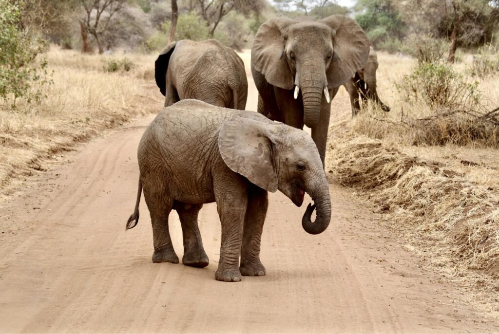 6 Reasons to Explore Tarangire National Park on Safari 2026/2027/2028 – Unmissable Wildlife Adventure 6 Reasons to Explore Tarangire National Park on Safari 2026/2027/2028 – Unmissable Wildlife Adventure