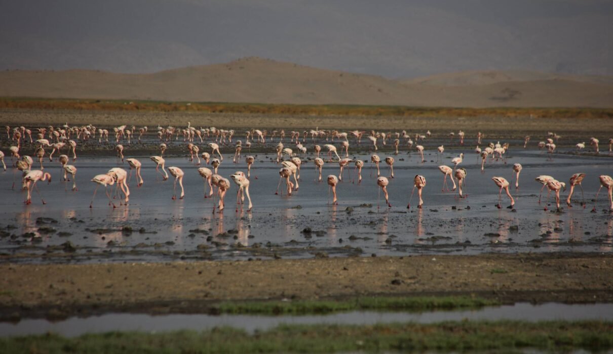 Ol Doinyo Lengai Expedition Report: 9 Powerful Insights from Africa’s Most Extreme Volcano