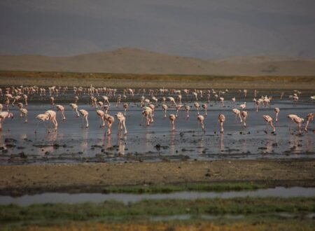 Ol Doinyo Lengai Expedition Report: 9 Powerful Insights from Africa’s Most Extreme Volcano