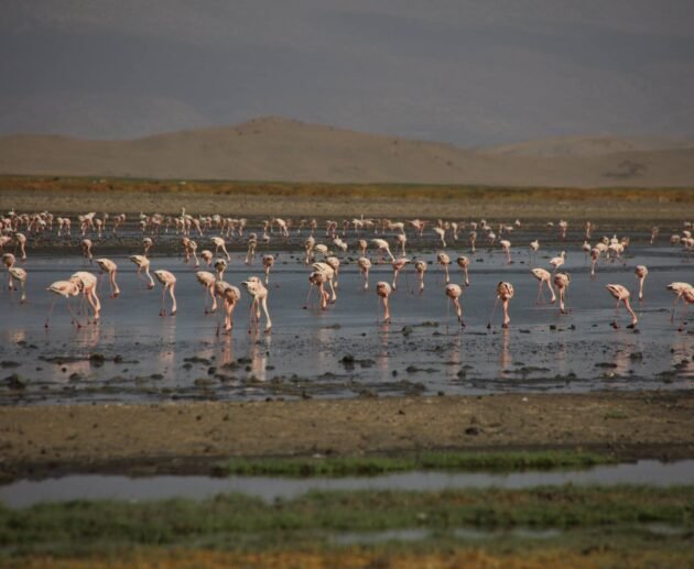Ol Doinyo Lengai Expedition Report: 9 Powerful Insights from Africa’s Most Extreme Volcano