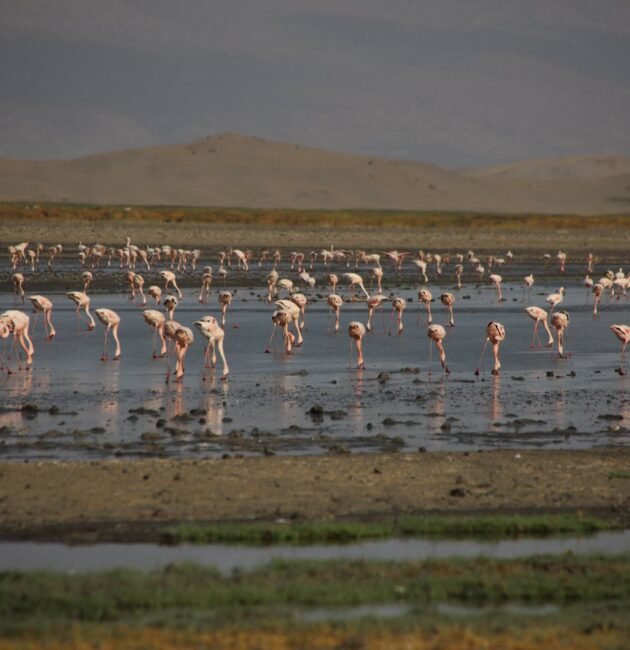 Ol Doinyo Lengai Expedition Report: 9 Powerful Insights from Africa’s Most Extreme Volcano