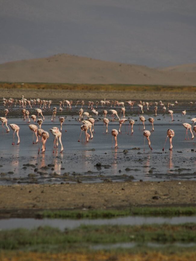 Ol Doinyo Lengai Expedition Report: 9 Powerful Insights from Africa’s Most Extreme Volcano