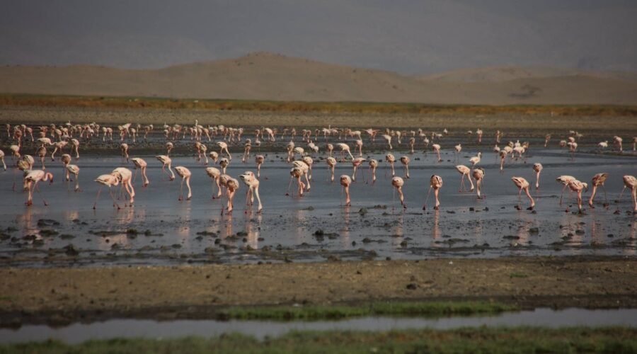 Ol Doinyo Lengai Expedition Report: 9 Powerful Insights from Africa’s Most Extreme Volcano