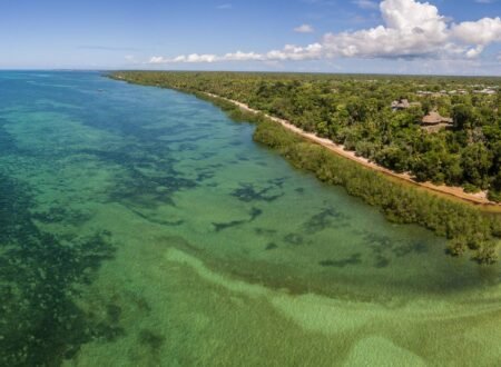 Birdwatching on Mafia Island and Tanzania’s Southern Coast: 12 Stunning Secrets for Passionate Bird Lovers