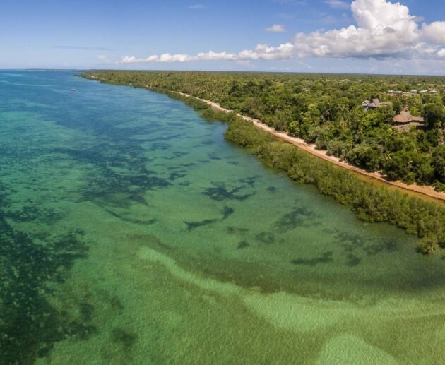 Birdwatching on Mafia Island and Tanzania’s Southern Coast: 12 Stunning Secrets for Passionate Bird Lovers