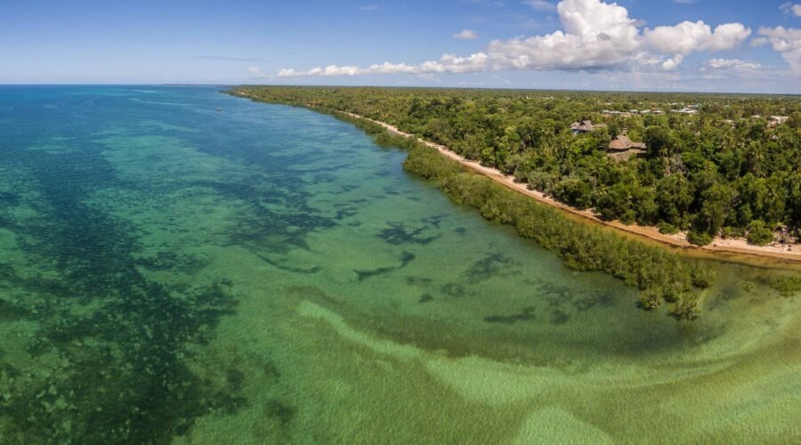 Birdwatching on Mafia Island and Tanzania’s Southern Coast: 12 Stunning Secrets for Passionate Bird Lovers