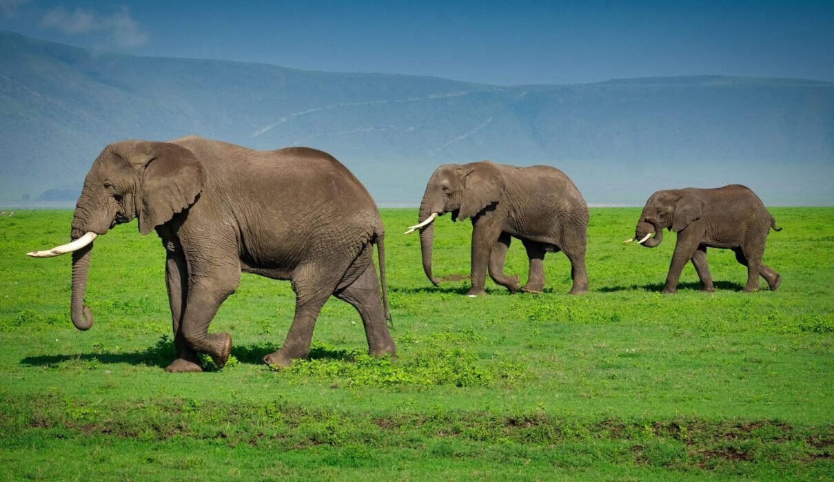 Tanzania Visa and Entry Update 2026: 7 Critical Rules Travelers Must Review