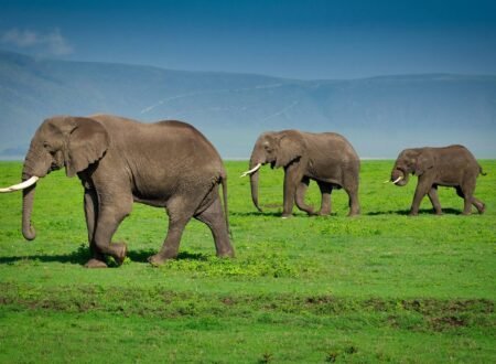 Tanzania Visa and Entry Update 2026: 7 Critical Rules Travelers Must Review