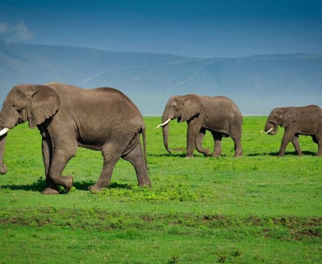 Ngorongoro Travel News 2026: Why Timing and Planning Matter More