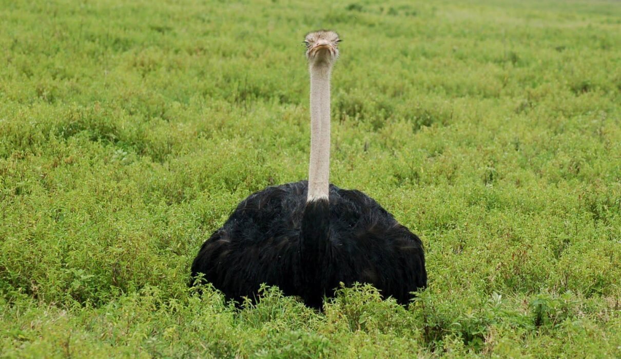 Is Tanzania Safe to Visit? 12 Powerful Facts Every Traveler Should Know