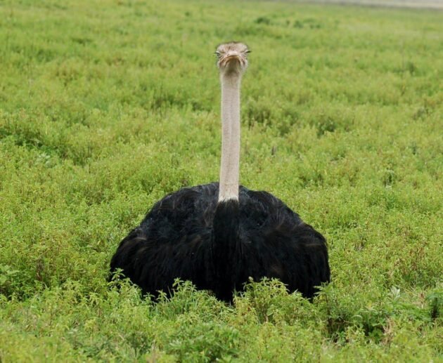 Is Tanzania Safe to Visit? 12 Powerful Facts Every Traveler Should Know