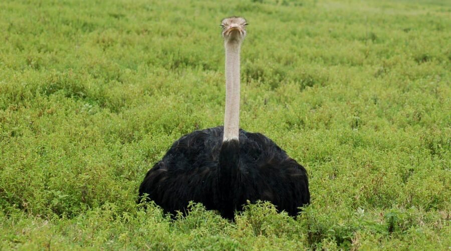 Is Tanzania Safe to Visit? 12 Powerful Facts Every Traveler Should Know