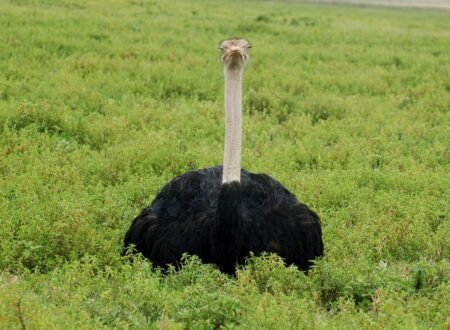 Birdwatching in Western Tanzania: Katavi, Lake Rukwa, and Lake Tanganyika – 10 Unforgettable Reasons to Visit