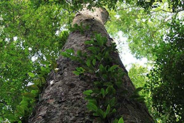 The Tallest Tree in Africa: 7 Powerful Facts That Will Truly Amaze You The Tallest Tree in Africa: 7 Powerful Facts That Will Truly Amaze You