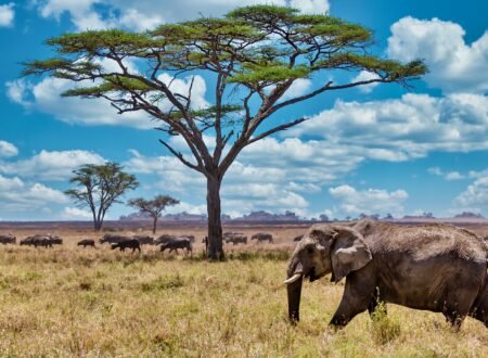 “Jambo” and Other Ways to Say Hello in Swahili – 7 Powerful Greetings You Must Know