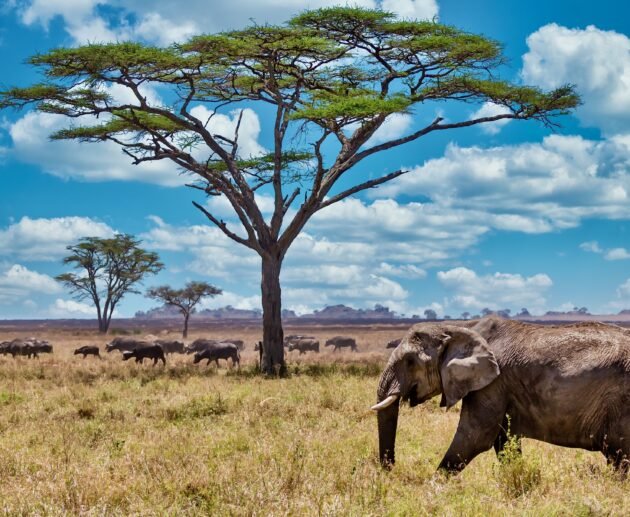 “Jambo” and Other Ways to Say Hello in Swahili – 7 Powerful Greetings You Must Know