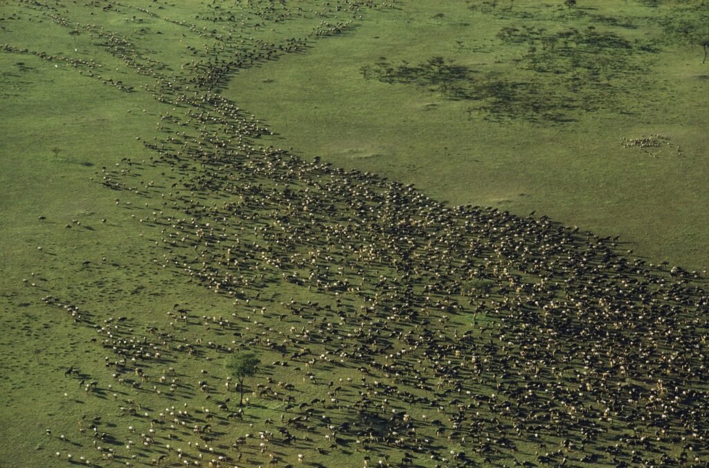 Satellite Images Reveal New Insights into the Great Migration: 7 Powerful Discoveries Changing Wildlife Science