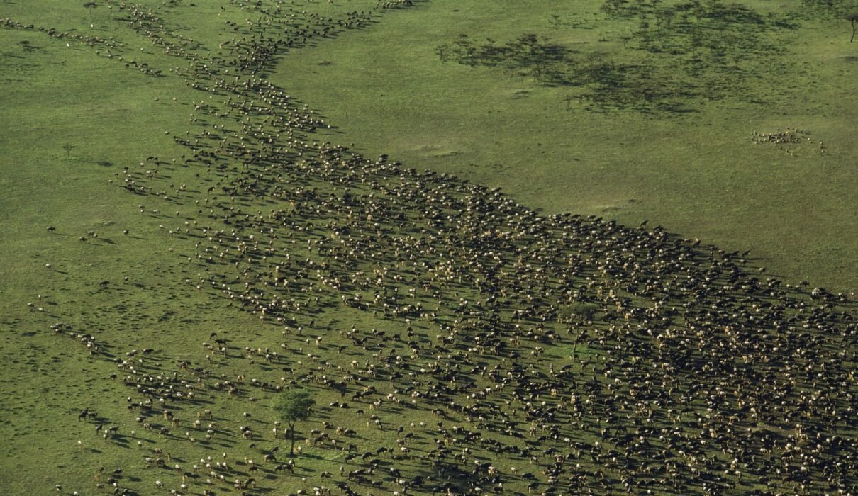 Satellite Images Reveal New Insights into the Great Migration: 7 Powerful Discoveries Changing Wildlife Science