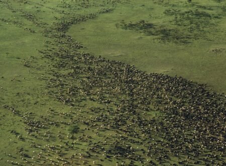 Satellite Images Reveal New Insights into the Great Migration: 7 Powerful Discoveries Changing Wildlife Science