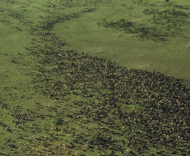 Satellite Images Reveal New Insights into the Great Migration: 7 Powerful Discoveries Changing Wildlife Science