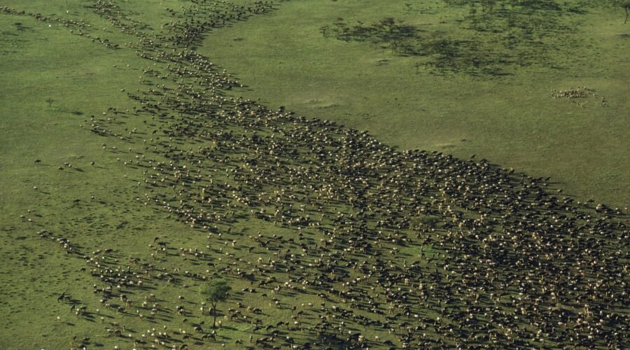Satellite Images Reveal New Insights into the Great Migration: 7 Powerful Discoveries Changing Wildlife Science