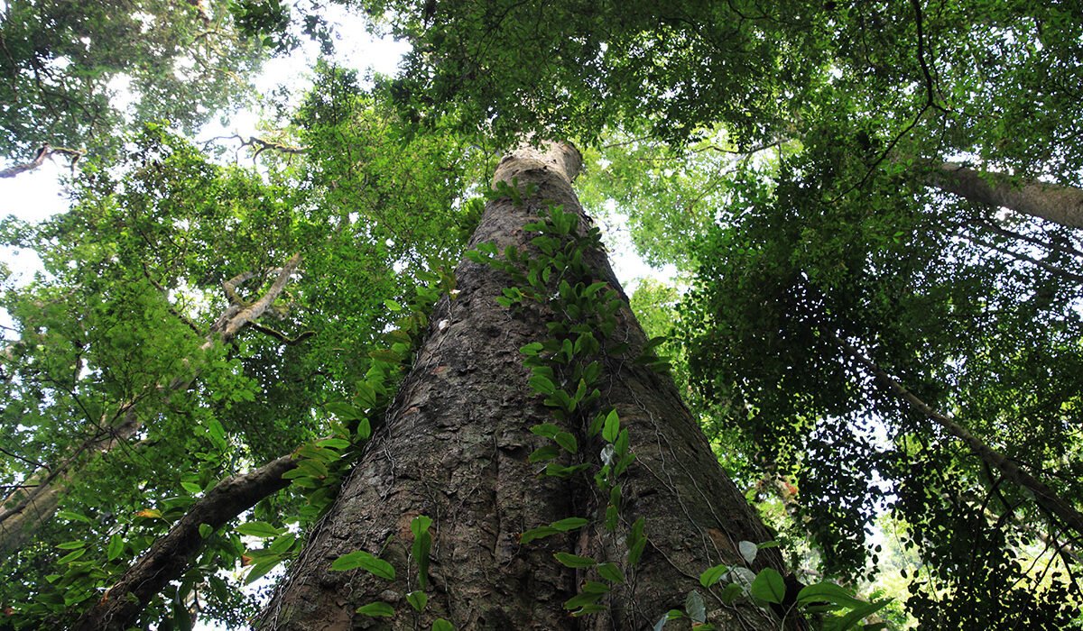 The Tallest Tree in Africa: 7 Powerful Facts That Will Truly Amaze You