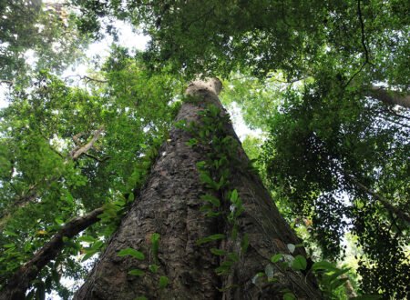 The Tallest Tree in Africa: 7 Powerful Facts That Will Truly Amaze You